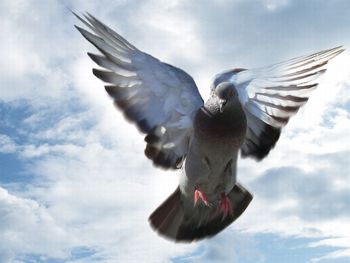 Heavenly Pigeon screenshot