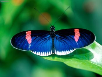 Heliconius Erato screenshot