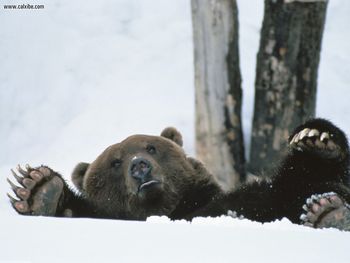 Help Brown Bear Alaska screenshot
