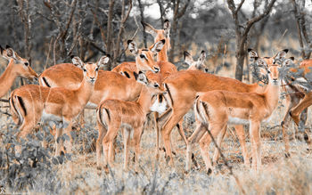 Herd of Deer screenshot