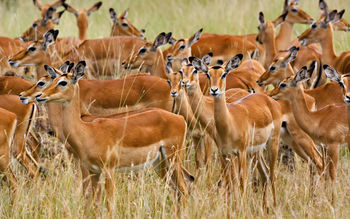 Herd of Female Impala Masai Mara Kenya screenshot