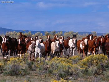 Herd Of Horses screenshot