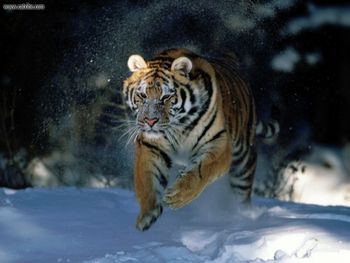 Here I Come Siberian Tiger screenshot