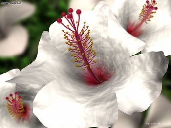Hibiscus screenshot