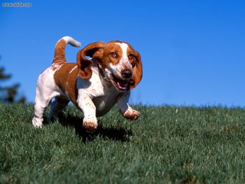 High On Life Basset Hound screenshot