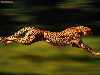 High Velocity Cheetah screenshot