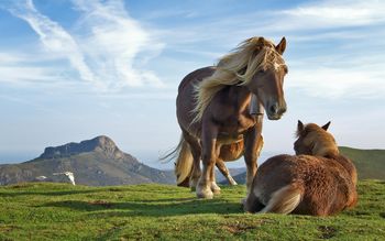 Hill Horses screenshot