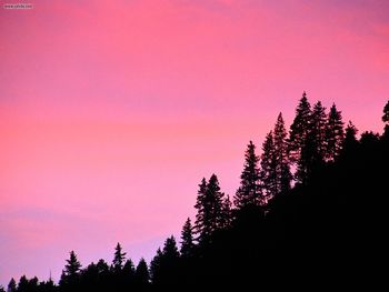 Hillside Pines Yosemite National Park California screenshot