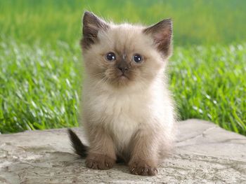 Himalayan Kitten screenshot