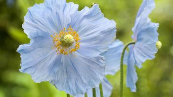 Himalayan Poppies screenshot