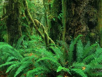Hoh Rainforest Olympic National Park Washington screenshot
