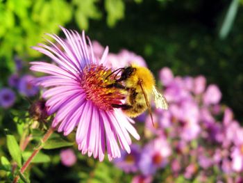 Honey Bee screenshot