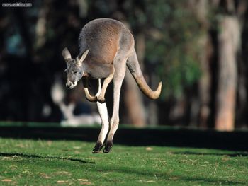 Hop To It Red Kangaroo screenshot