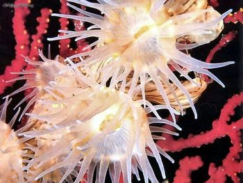 Hormathiid Anemone screenshot
