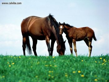 Horse Affectionate Young screenshot