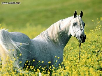 Horse Among The Fields Of Gold Arabian Stallion screenshot