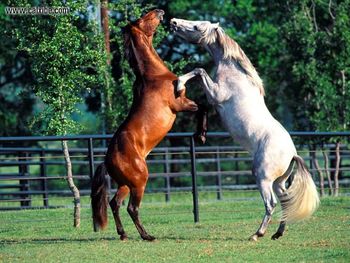 Horse Andalucians screenshot