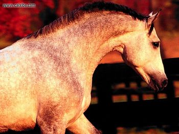 Horse Autumns Dapple Grey Stallion screenshot