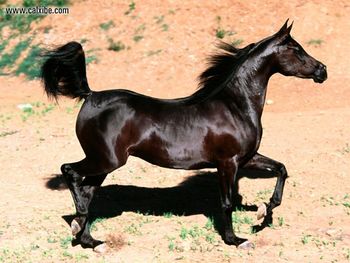 Horse Bint Faloo Arabian Mare screenshot