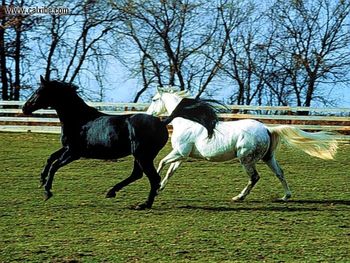 Horse Blackand White Dance screenshot