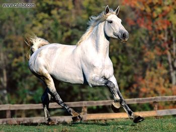 Horse Breaking Away Uswarmblood screenshot