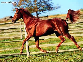 Horse Bright Chestnut Trotting Left screenshot