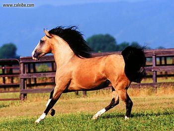 Horse Buckskin Lusitano screenshot