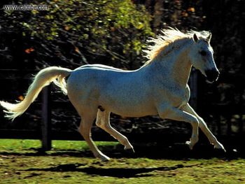 Horse Cantering Afamado Grey Andalusian screenshot