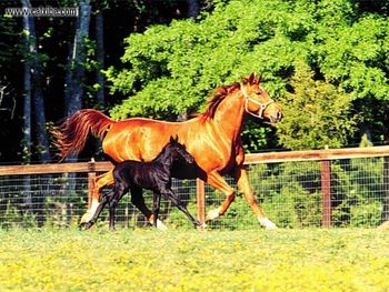 Horse Chestnut Mareand Black Foalat Canter screenshot