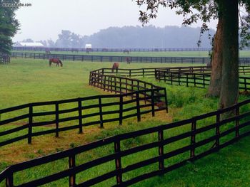 Horse Farm Goshen Kentucky screenshot
