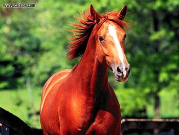 Horse Flying Chestnut screenshot