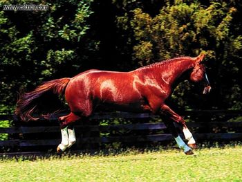 Horse Four Stocking Chestnut Off Ground screenshot