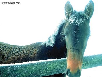 Horse Frosted Filly screenshot