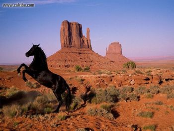 Horse Graceful Power Monument Valley Utah screenshot