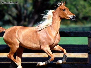 Horse Grandeur Arabian screenshot
