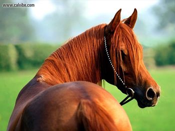 Horse Heres Looking At You, Arabian screenshot
