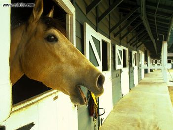 Horse Horsein Stable Stonepine Resort California screenshot