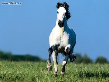 Horse Imperioso Andalucian screenshot