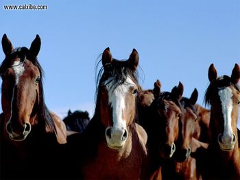 Horse Look Out screenshot