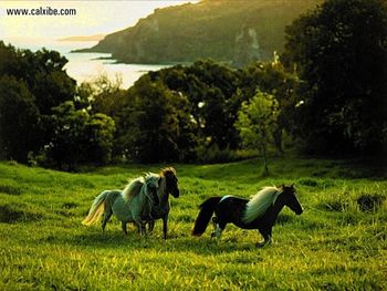 Horse Miniature Horseson Maui screenshot