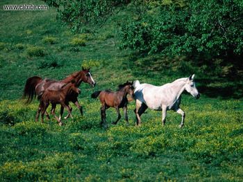 Horse Morning Jog Arabian Horses screenshot