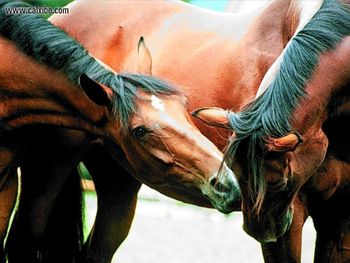 Horse Nuzzling Bays screenshot