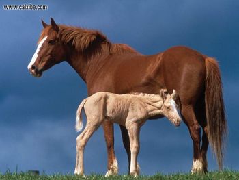 Horse One Day Old Indiana screenshot