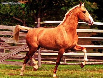 Horse Palominoat Fancy Trot screenshot