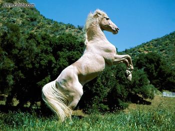 Horse Palominoin Pose screenshot