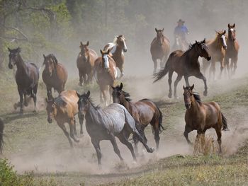 Horse Roundup, Montana screenshot