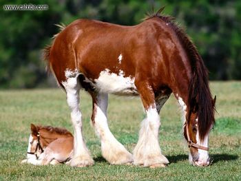 Horse Strength Personified Clydesdale Mareand Foal screenshot