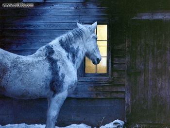 Horse Vermont screenshot