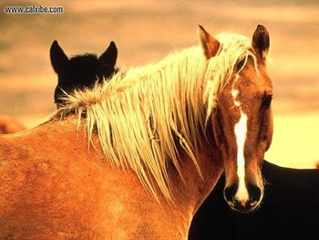 Horse Wild Mustangs Reno Nevada screenshot