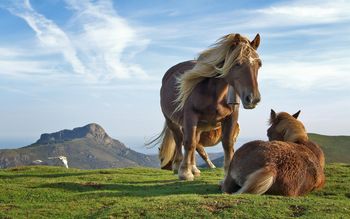 Horses On A Hill screenshot